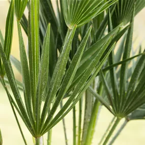 Chamaerops humilis vulcano Vierecktopf