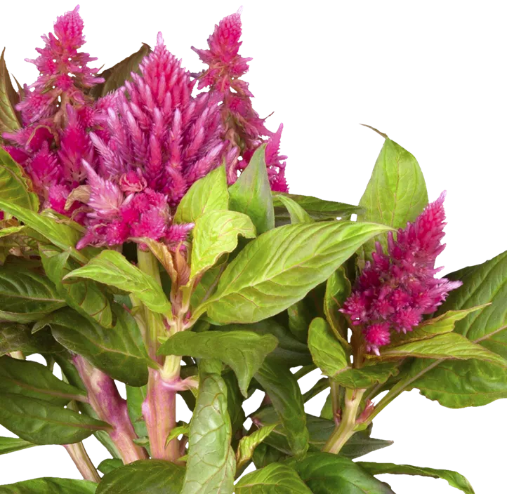 Silber-Brandschopf 'Kelos Fire Red'