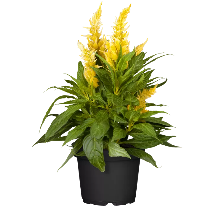 Silber-Brandschopf 'Kelos Fire Red'