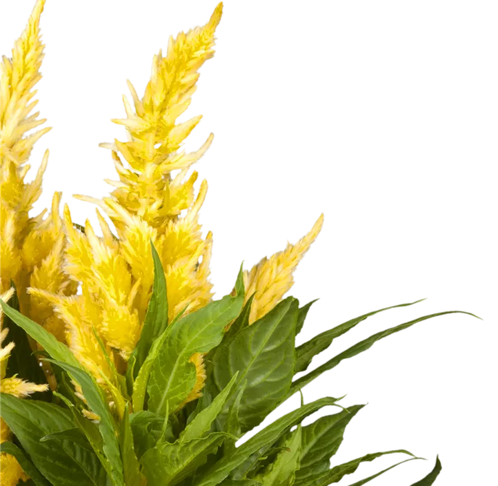 Silber-Brandschopf 'Kelos Fire Red'