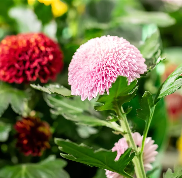 Chrysantheme 'Flowerpops'