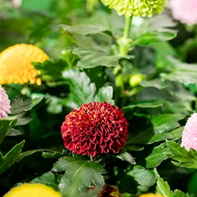 Chrysanthemum indicum Flowerpops quattro