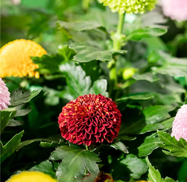 Chrysantheme 'Flowerpops'