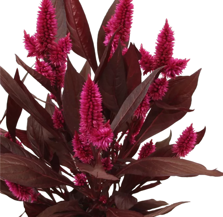 Hahnenkamm 'Dark Shade'