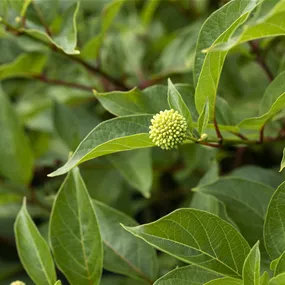 Cephalanthus Magical Moonlight