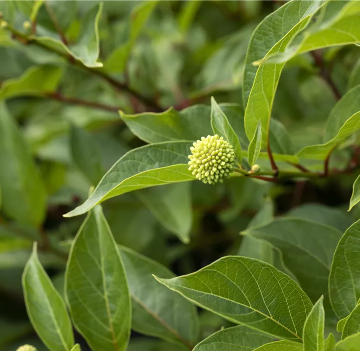 Knopfbusch 'Magical® Moonlight'