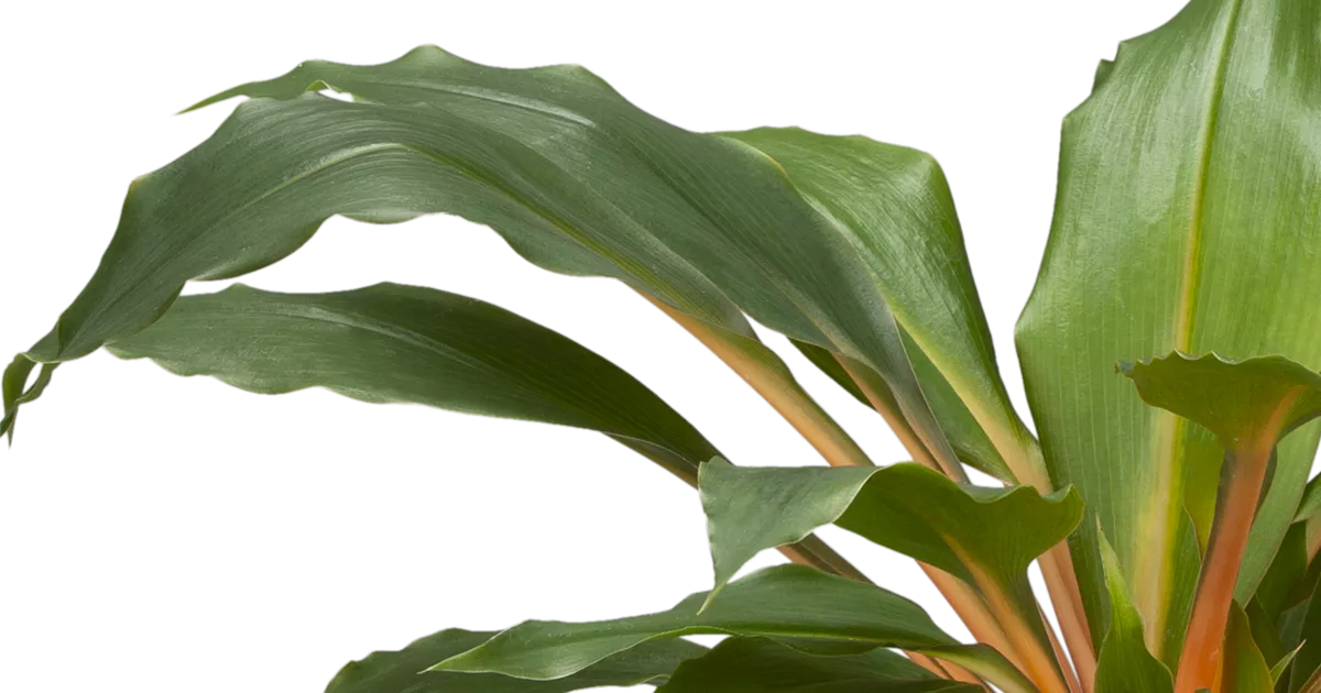 Chlorophytum comosum Green Orange, Grnlilie 'Green Orange' - Bellaflora