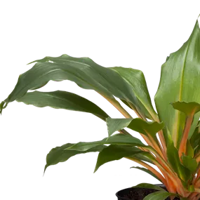 Chlorophytum comosum Green Orange
