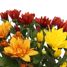 Chrysanthemum indicum Tricolor Sunset