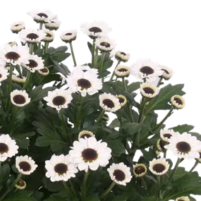 Chrysanthemum indicum Yin Yang