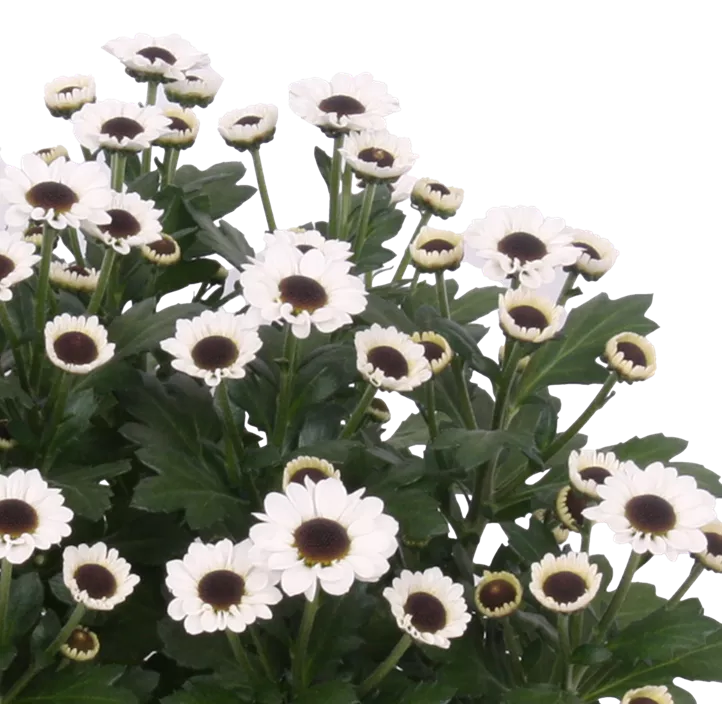 Chrysantheme 'Yin Yang'