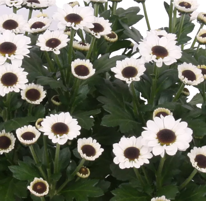 Chrysantheme 'Yin Yang'