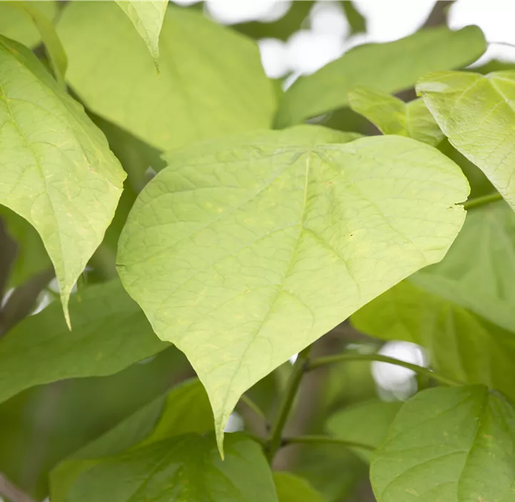 Kugel-Trompetenbaum 'Nana'