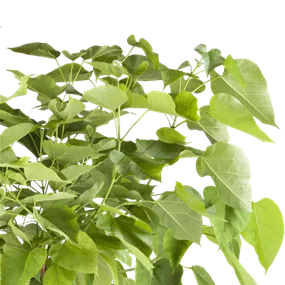 Catalpa bignonioides Nana Halbstamm