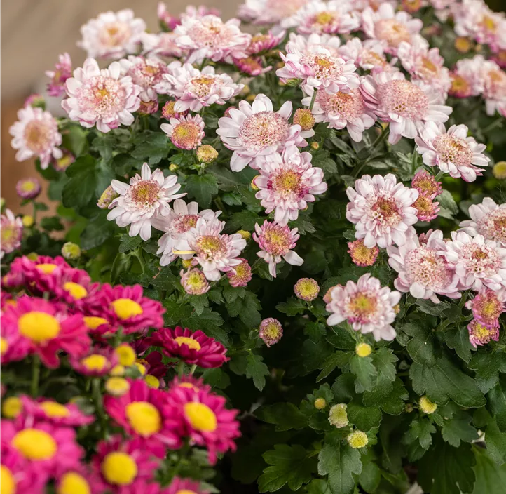 Multiflora-Chrysantheme