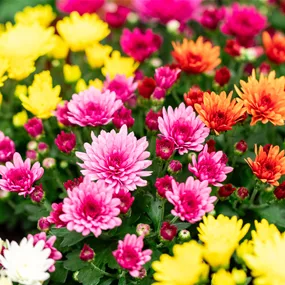 Chrysanthemum multiflora