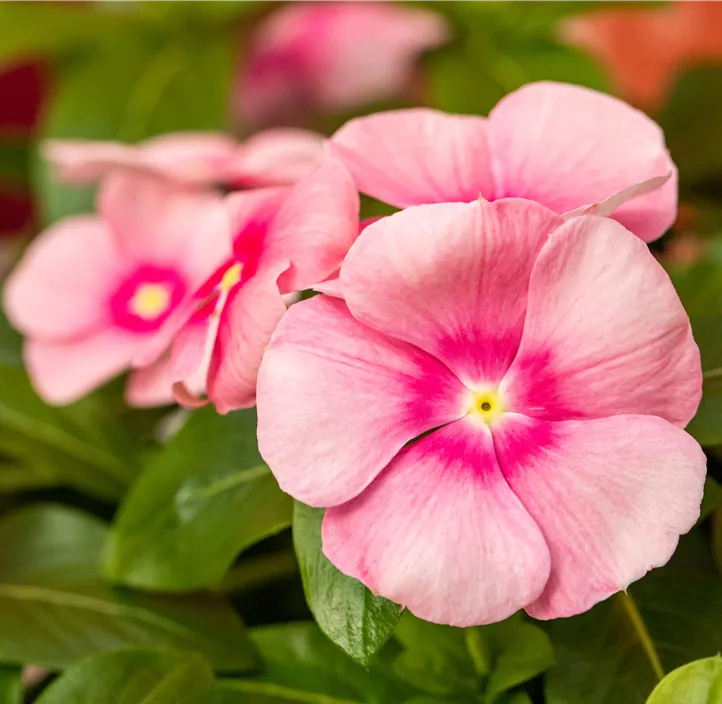 Rosafarbene Catharanthe