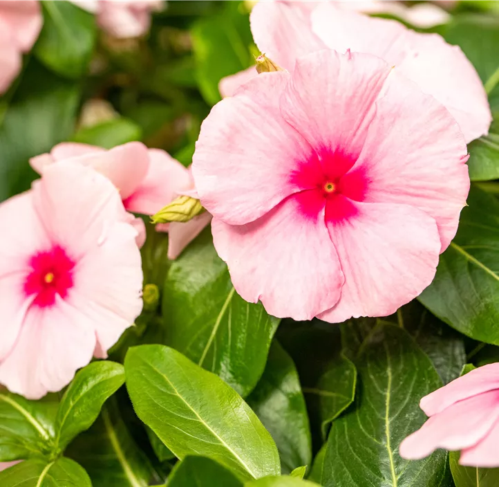 Rosafarbene Catharanthe