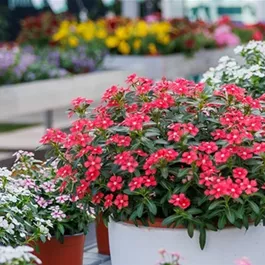 Catharanthus roseus Soiree