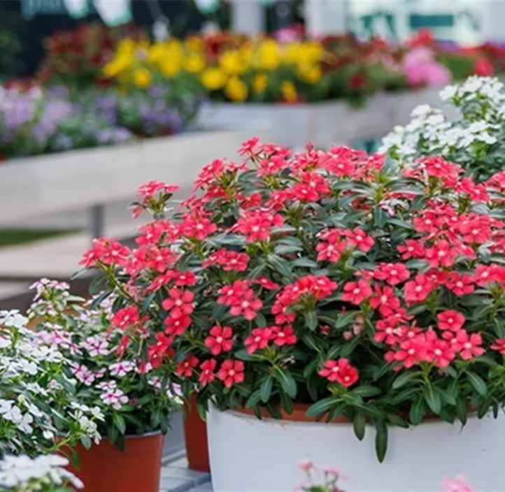 Rosafarbene Catharanthe