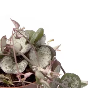 Ceropegia woodii variegata