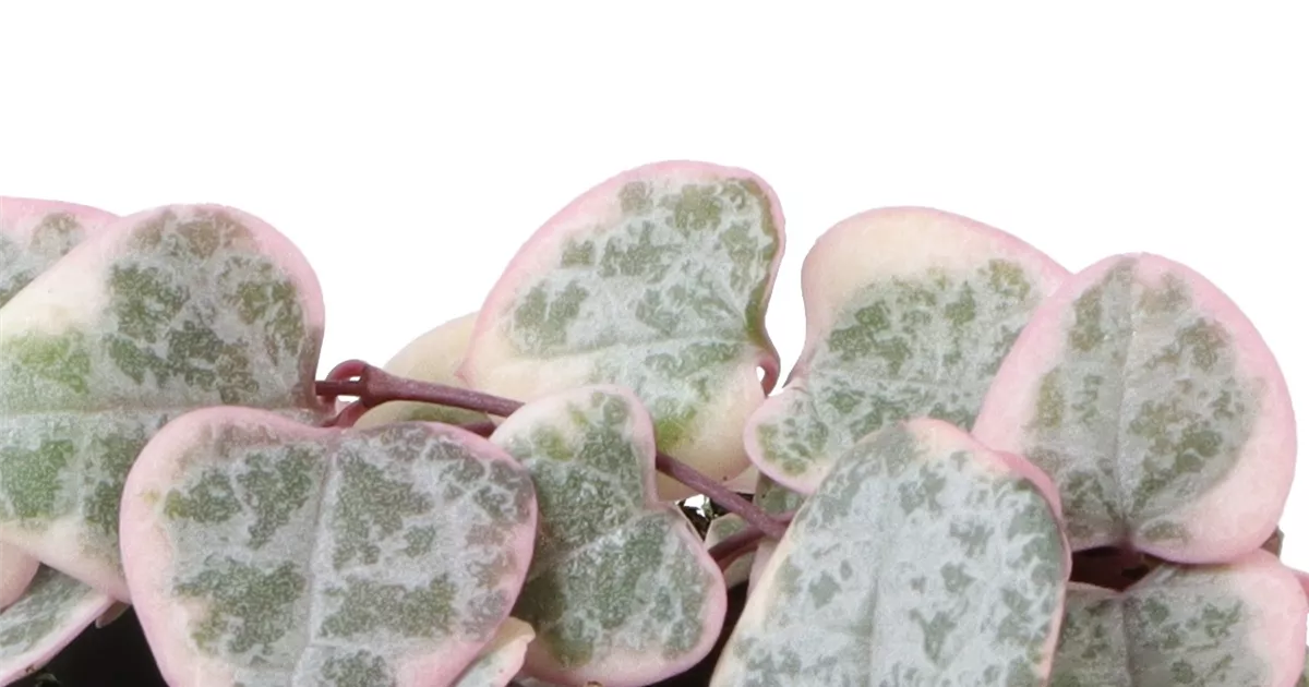 Ceropegia woodii variegata Mini, Leuchterblume - Bellaflora