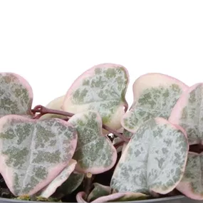 Ceropegia woodii variegata Mini