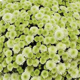 Chrysanthemum multiflora Pistache