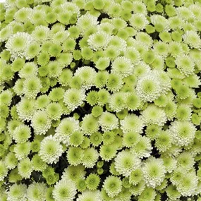 Chrysanthemum multiflora Pistache