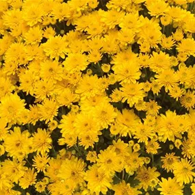 Chrysanthemum multiflora Tocca