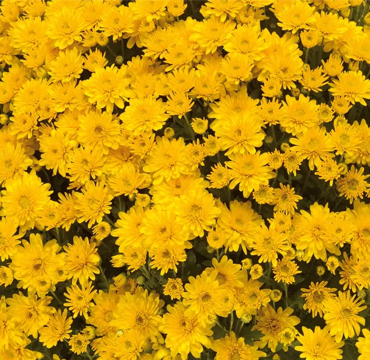 Multiflora-Chrysantheme 'Tocca'