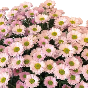 Chrysanthemum multiflora verdunkelt
