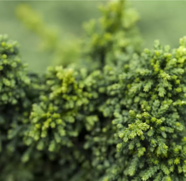 Hinoki-Scheinzypresse 'Chirimen'