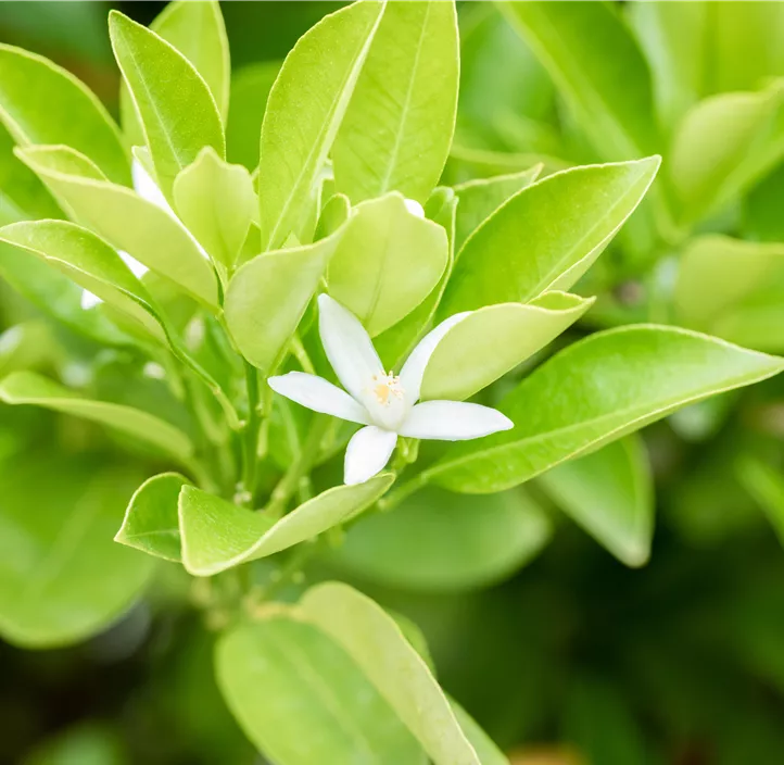 Blutorange 'Tarocco'