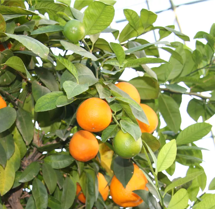 Blutorange 'Tarocco'