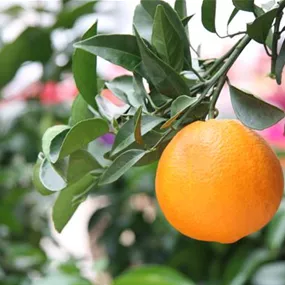 Citrus arancio sanguinello Ministamm