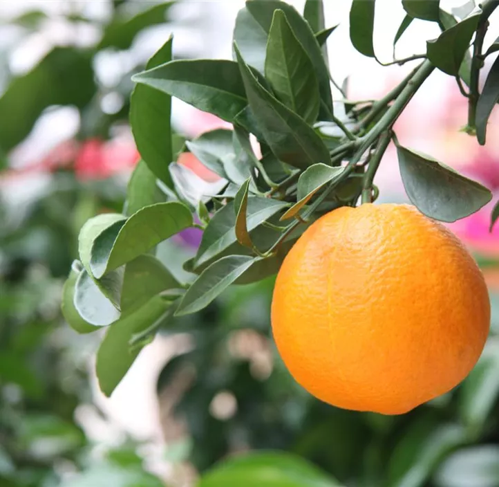 Blutorange 'Sanguinello'