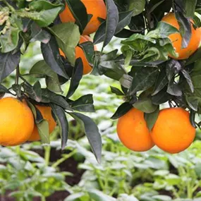 Citrus arancio tarocco messina Stamm