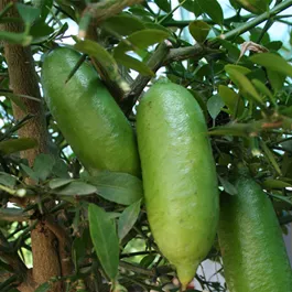 Citrus australasica Fingerlime Stamm