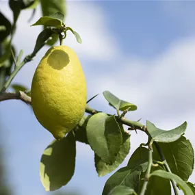 Citrus limon Pyramide