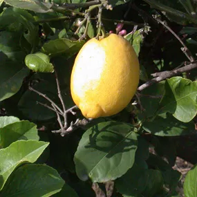 Citrus limon, 160-180 cm Stamm