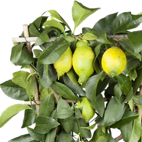 Citrus limone Spalier