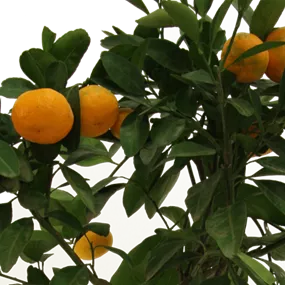 Citrus mandarino Cleopatra Ministamm