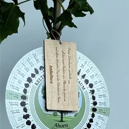 Acer platanoides (Keltischer Baumkreis)