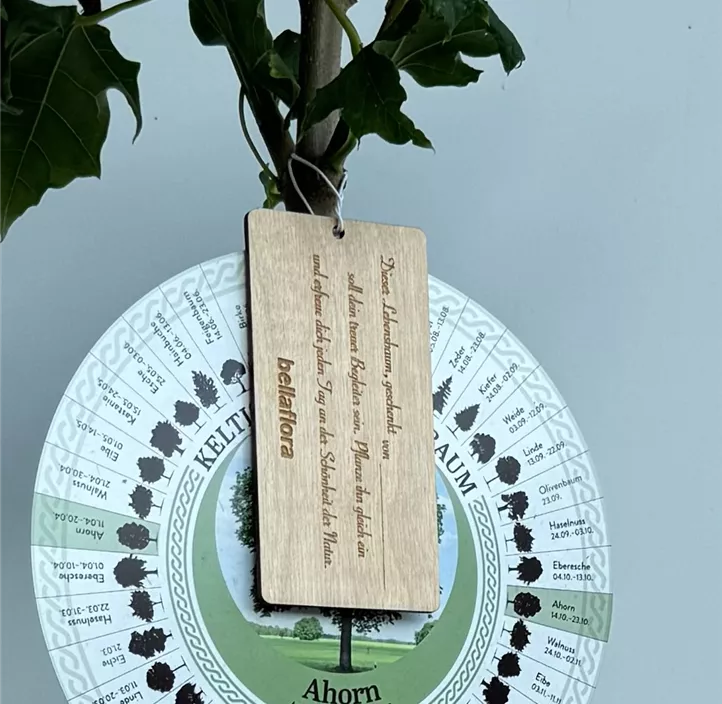 Lebensbaum Spitzahorn