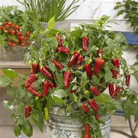 Balkonpeperoni 'Pot Pepper'