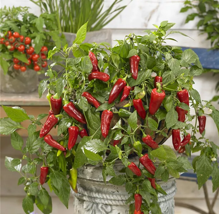 Balkonpeperoni 'Pot Pepper'