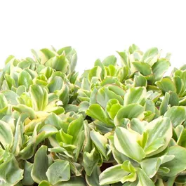 Crassula arborescens 'Curly Green' variegata