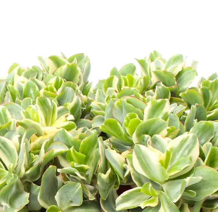 Dickblatt 'Curly Green'