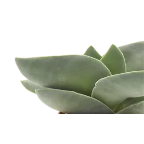 Crassula Boomerang®